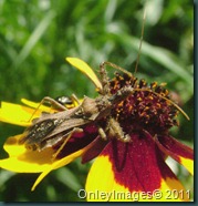 assassin bug0623 (2)