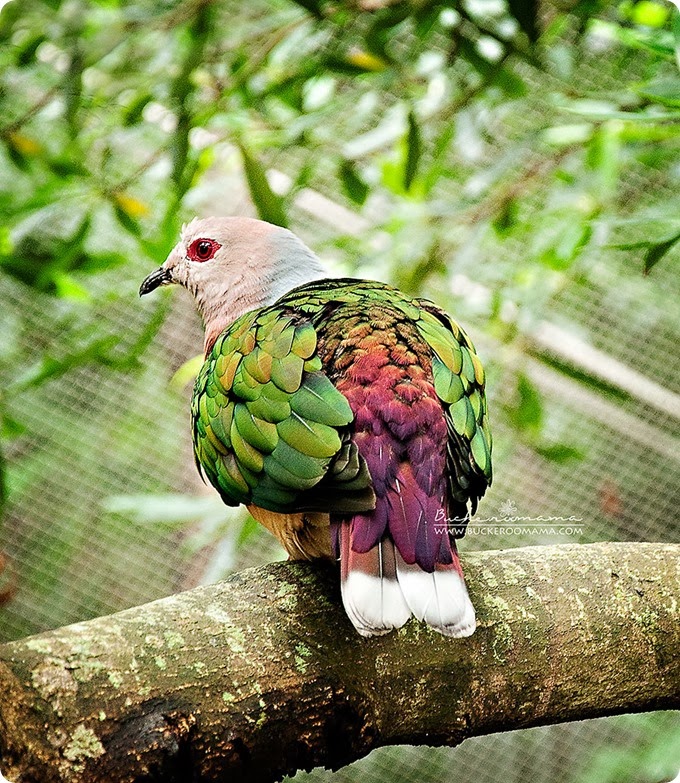 Bird-(green)-1 Bird-(green)-1