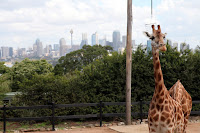 Giraffes