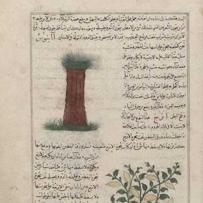 Ebony Tree (Abnus) and Citron (Utruj); folio from a Aja'ib al-makhluqat ("Wonders of Creation") | Origin: Possibly Baghdad, Iraq or Eastern Turkey | Period: early 15th century Muhammad al-Qazwini (b. Zakariya) c. 1203-1283), | Details: Not Available | Type: Opaque watercolor, ink and gold on paper | Size: H: 32.7 W: 22.4 cm | Museum Code: F1954.72 | Photograph and description taken from Freer and the Sackler (Smithsonian) Museums. d8b6b9856f1f4471bc8f843161cd9909.jpg