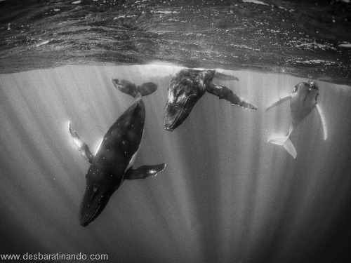 animais national geographic desbaratinando (22) animais national geographic desbaratinando (22)