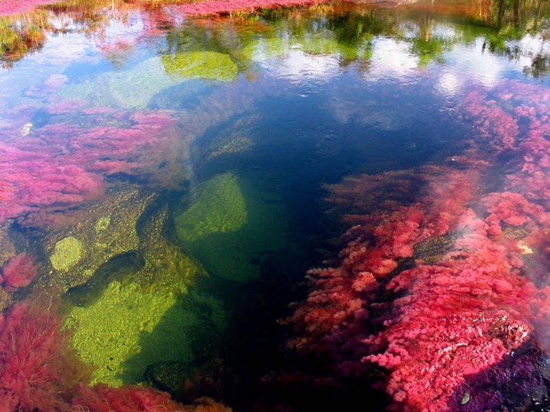  نهر الالوان الخمسة من اجمل انهار العالم : Cano-cristales-16%25255B3%25255D