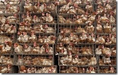 factory-farm-chickens