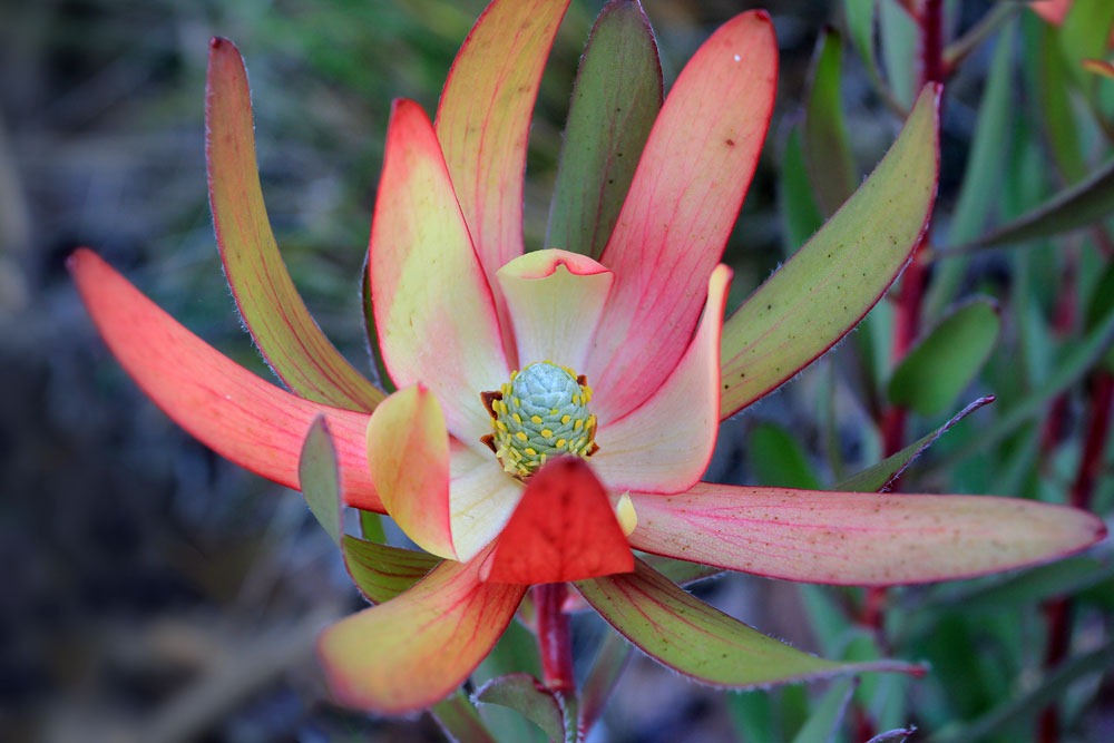 [130213_Leucadendron-Safari-Sunset_02%255B6%255D.jpg]