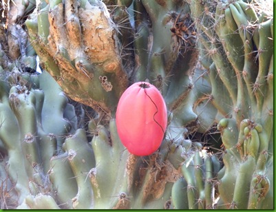Cereus peruvianus v monstruosa
