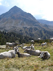 Gascone cattle with the Pic Pedros (2842m) in the background