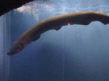 biggest-eel