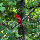 Summer Tanager