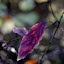 Autumn Colours Autumn Colours