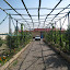 Our garden, 60 km from Mashhad