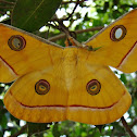 Tussar Silk Moth