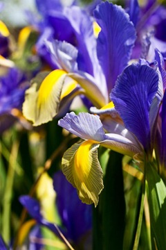 Irises-5
