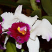 Orchids043.JPG