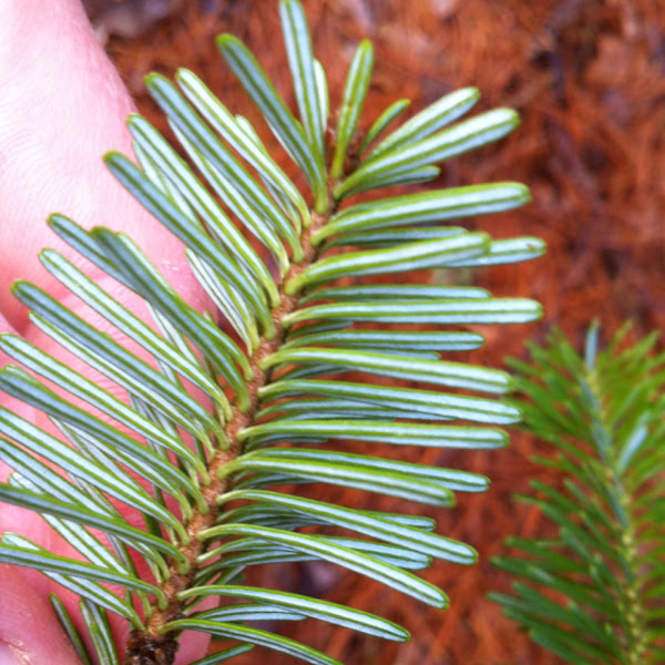 Nordmann fir Project Noah