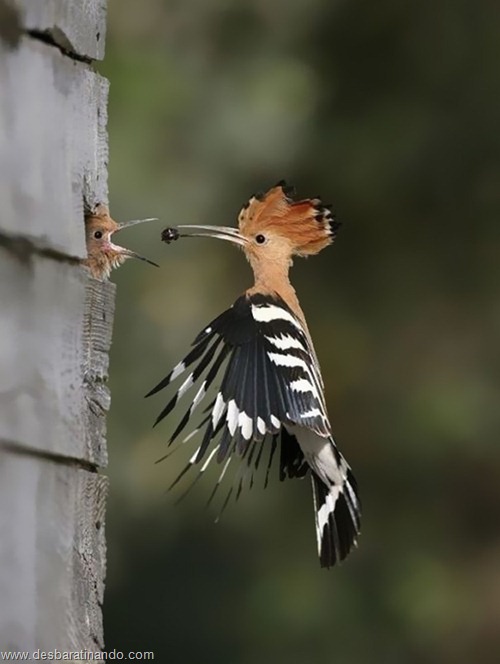 fotos de animais na hora certa desbaratinando  (37)