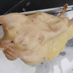 rat_female.JPG