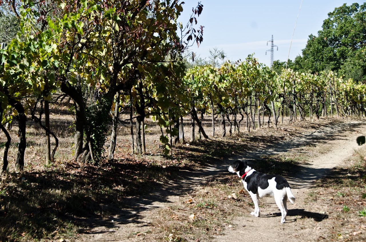 Abby in Tuscany