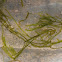 Aquatic Moss species