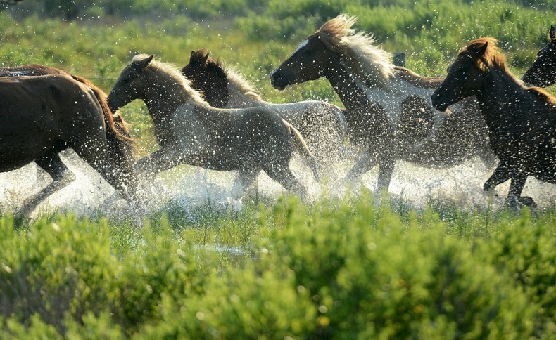 chincoteague-pony-swim-15