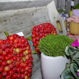 IMGP6923.JPG