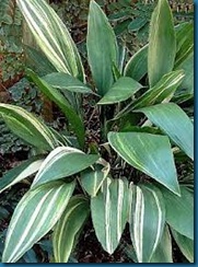 cast iron plant