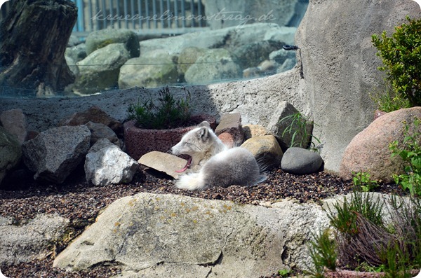Wremen 20zwölf Tag 6 Zoo am Meer - Polarfuchs
