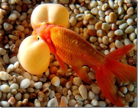 Weird Bubble Eyed Gold Fish