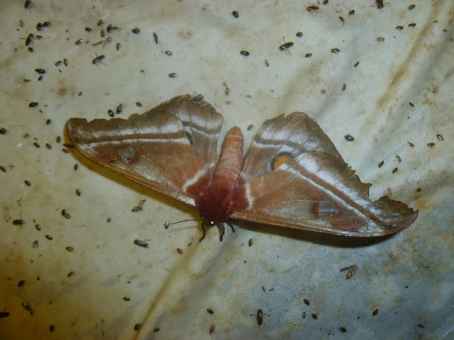 Ludiinae : Bunaea aslauga KIRBY, 1877. Saha Forest Camp, Anjozorobe (Madagascar). 3 janvier 2014. Photo : J. Marquet