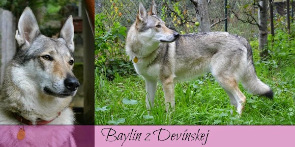 Baylin z Devínskej 2.jpg Baylin z Devínskej 2.jpg