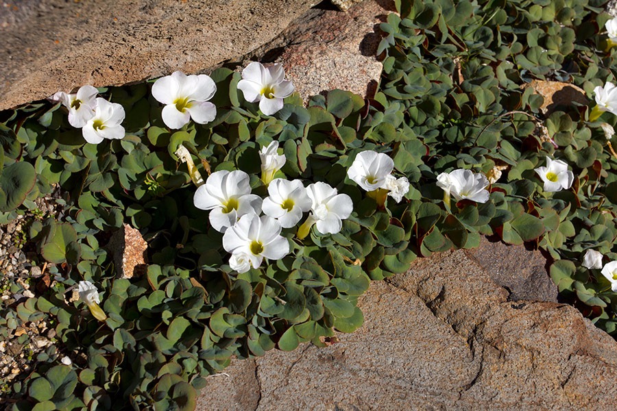 [111228_UCBG_Oxalis-purperea_01%255B2%255D.jpg]
