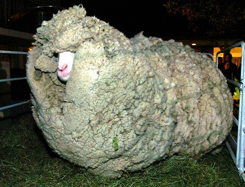 Не стриженная овца