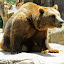 Osos pardos en el Zoo de Madrid Osos pardos en el Zoo de Madrid