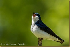 Tree Swallow