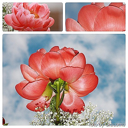 [peonia%25202%255B9%255D.jpg]