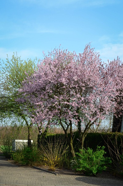 spring walk5 spring walk5