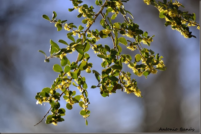 AZARA MICROPHYLLA CHINCHIN _DSC5507X1