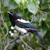 Black-billed.magpie.dscn8115