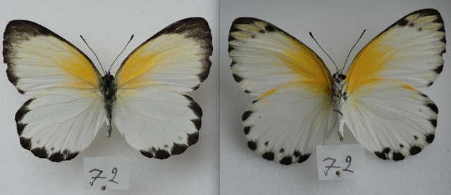 Appias sylvia sylvia (FABRICIUS, 1775), femelle. Ebogo (Cameroun), avril 2013. Coll. et photo : C. Basset