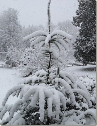 Snow on Tree