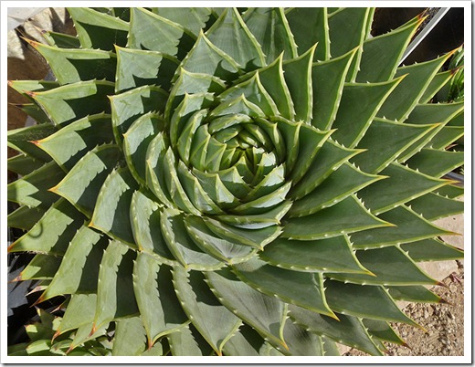 111001_succulent_gardens_aloe_polyphylla_03 111001_succulent_gardens_aloe_polyphylla_03