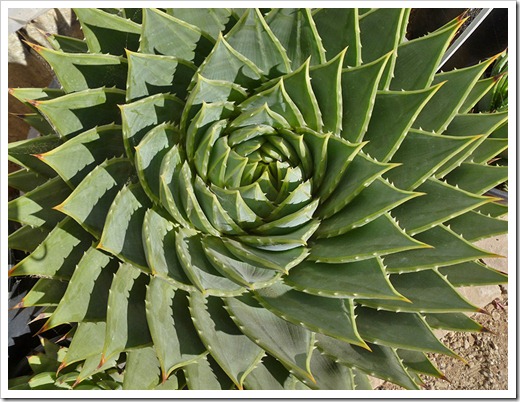 111001_succulent_gardens_aloe_polyphylla_03