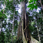 The gigantic Ceiba tree, probably 100 years old.