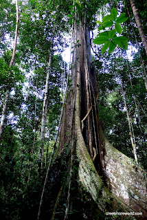The gigantic Ceiba tree, probably 100 years old.