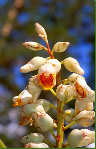 Alpinia koshunensis Alpinia koshunensis