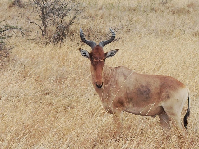 Serengeti 1 140.JPG
