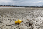 Punaise op het strand