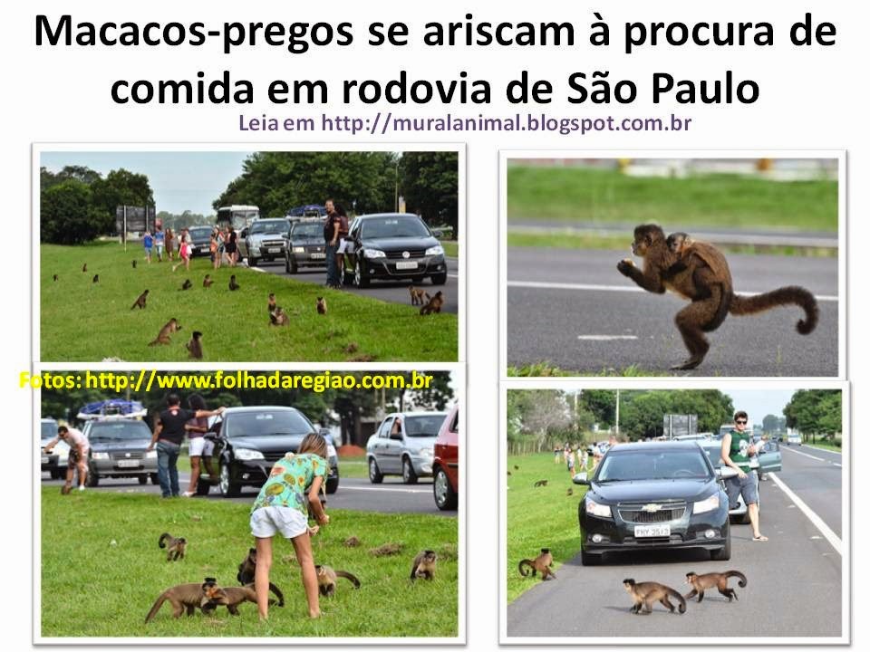 [Macacos-pregos%2520se%2520ariscam%2520%25C3%25A0%2520procura%2520de%2520comida%2520em%255B3%255D.jpg]