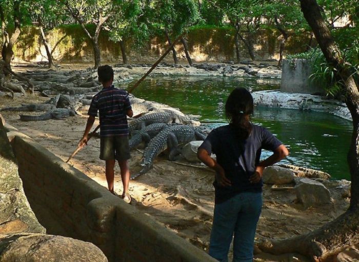 Unbelievable: Kids are training the crocodile