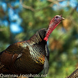A mature wild turkey tom prepares to gobble on a May morning above Missoula.