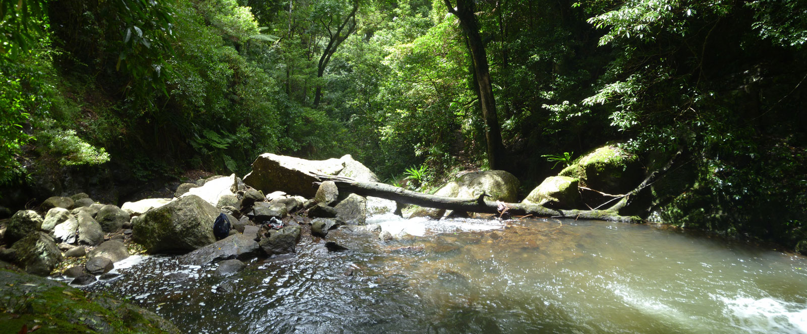 Toolona Creek and Mount Wanungra, O’Reilly’s